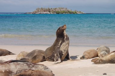 galapagos Adaları deniz aslanı 