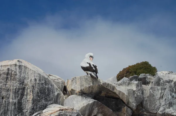 Mascarado Peitos Pássaro Ilhas Galápagos — Fotografia de Stock