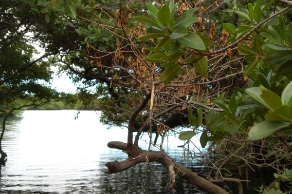 Maisema Näkymä Sanc Cristobal Saarelle Galapagos — kuvapankkivalokuva