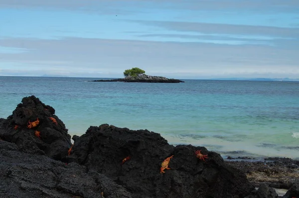 Praia Areia Ilha Genovesa Galápagos Equador — Fotografia de Stock