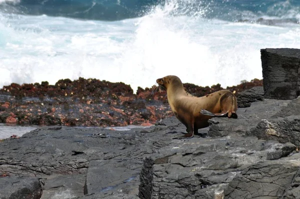 Leão Marinho Nas Ilhas Galápagos — Fotografia de Stock