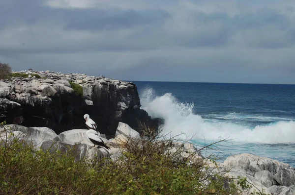 Côte Île Espanola Parc National Des Galapagos Équateur — Photo