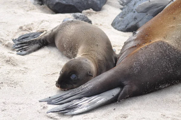 Zee Leeuw Galapagos Eilanden — Stockfoto