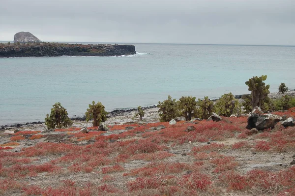 Nebe Modré Moře Červená Rostlina Ostrově Plaza Sur Galapagos — Stock fotografie