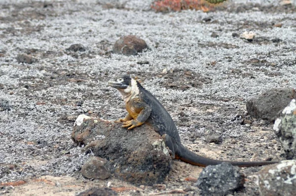 Endemikus Tengeri Iguana Galápagos Szigeteken — Stock Fotó