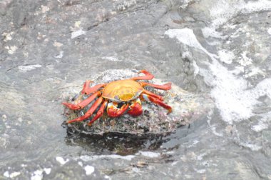 Galapagos Adaları 'Nda kırmızı kaya yengeçleri