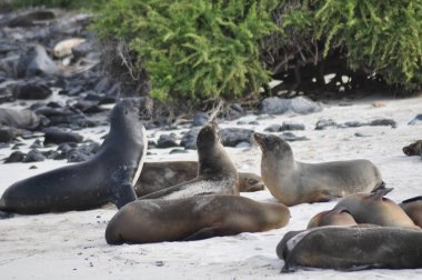 galapagos Adaları deniz aslanı 