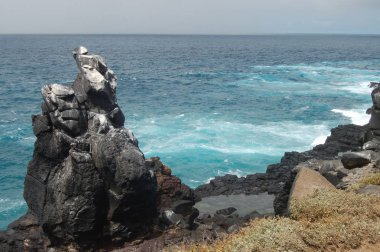 Espanola sahil Adası, Galapagos Milli Parkı, Ecuador