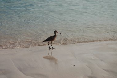Sandy beach of Genovesa Island, Galapagos, Ecuador 