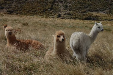Llamas Cotopaxi Milli Parkı 'nda
