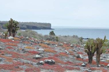 Plaza sur adasında gökyüzü, mavi deniz ve kırmızı bitki, Galapagos