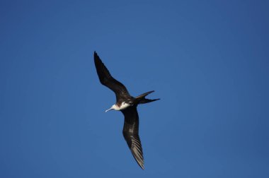 Fırkateyn kuş ile şişirilmiş kırmızı kese galapagos Adası