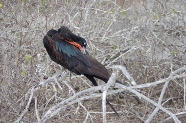 Fırkateyn kuş ile şişirilmiş kırmızı kese galapagos Adası