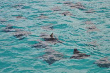 Espanola sahil Adası, Galapagos Milli Parkı, Ecuador