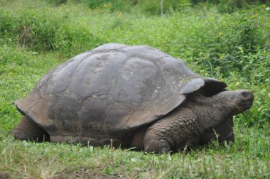 Galapagos kaplumbağası bir doğa rezerv