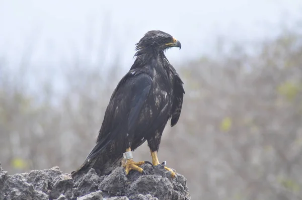 Hawk Espanola Eiland Galapagos — Stockfoto