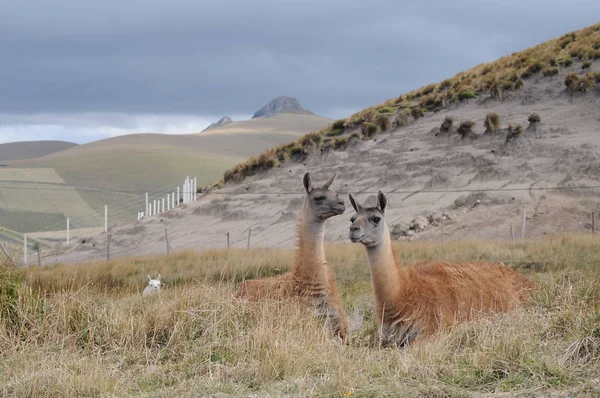 Llamas Parque Nacional Cotopaxi — Fotografia de Stock