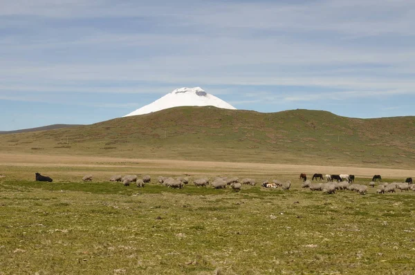 Paisagem Campo Frente Vulcão Cotopaxi — Fotografia de Stock