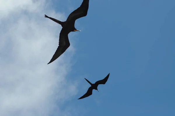 加拉帕戈斯群岛有充气红色邮袋的护卫舰鸟 — 图库照片