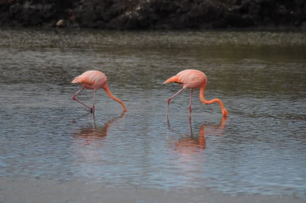 Фламинго Галапагосских Островах Эквадор — стоковое фото