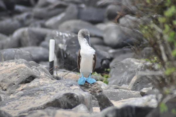 Booby Pés Azuis Areia Nas Ilhas Galápagos — Fotografia de Stock