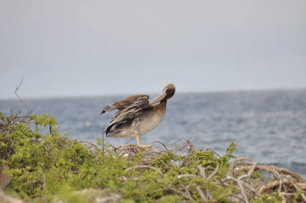 Engolir Tail Gull Ilha Galápagos — Fotografia de Stock