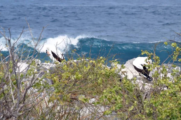 マスクされたおっぱいの鳥 ガラパゴス諸島 — ストック写真