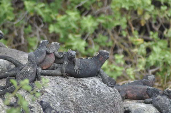Endemikus Tengeri Iguana Galápagos Szigeteken — Stock Fotó