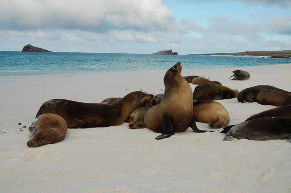 Leão Marinho Nas Ilhas Galápagos — Fotografia de Stock