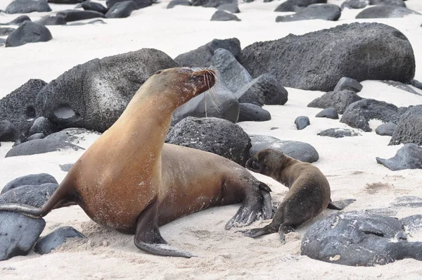 Zee Leeuw Galapagos Eilanden — Stockfoto