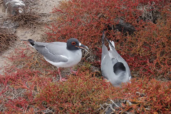 Engolir Tail Gull Ilha Galápagos — Fotografia de Stock