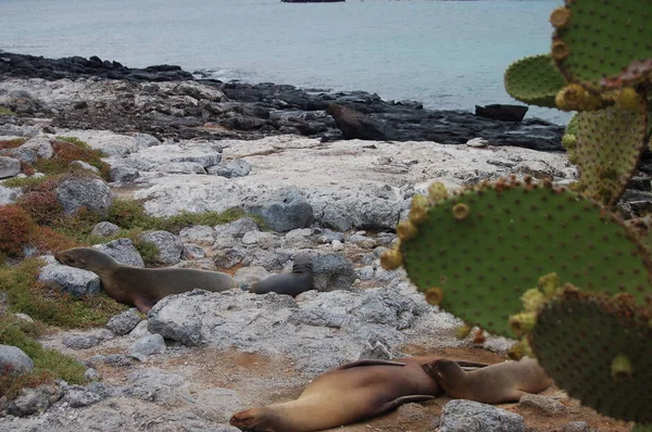 Ciel Mer Bleue Plante Rouge Sur Île Plaza Sur Galapagos — Photo