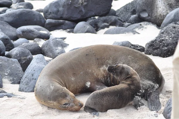 Otarie Sur Les Îles Galapagos — Photo