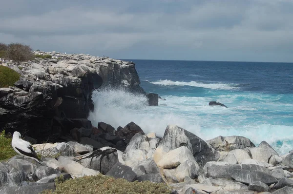 Côte Île Espanola Parc National Des Galapagos Équateur — Photo