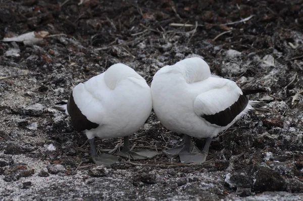 Mascarado Peitos Pássaro Ilhas Galápagos — Fotografia de Stock