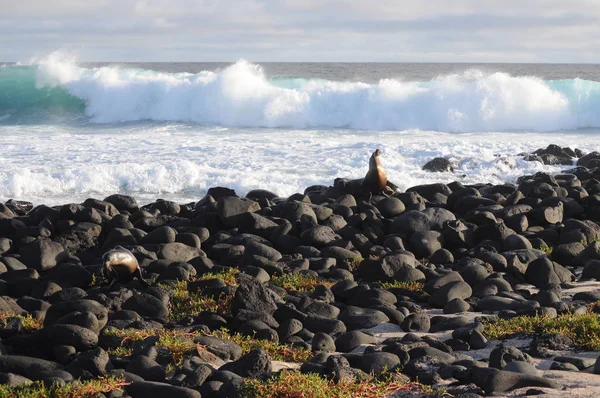 Paysage Île San Cristobal Galapagos — Photo