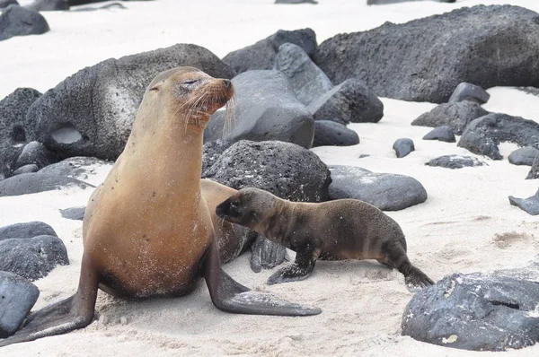 León Marino Las Islas Galápagos — Foto de Stock