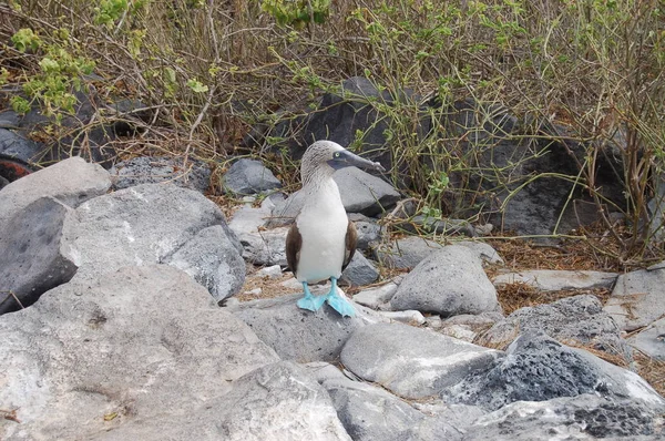 Booby Pés Azuis Areia Nas Ilhas Galápagos — Fotografia de Stock