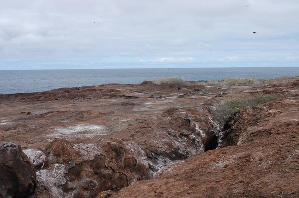 Vida Selvagem Ilha Genovesa Galápagos — Fotografia de Stock