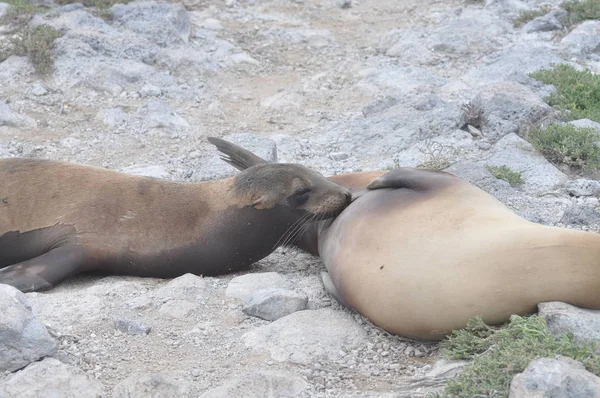 León Marino Las Islas Galápagos — Foto de Stock