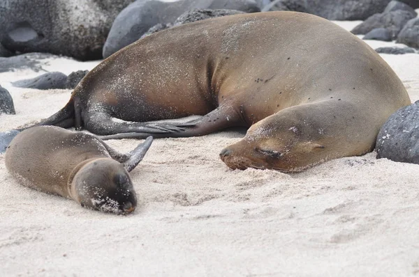 Otarie Sur Les Îles Galapagos — Photo