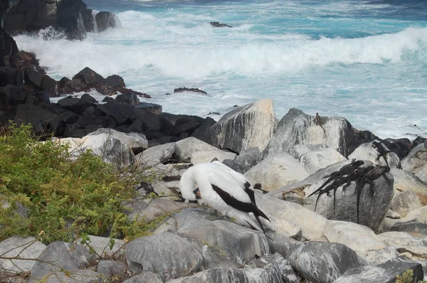 Mascarado Peitos Pássaro Ilhas Galápagos — Fotografia de Stock