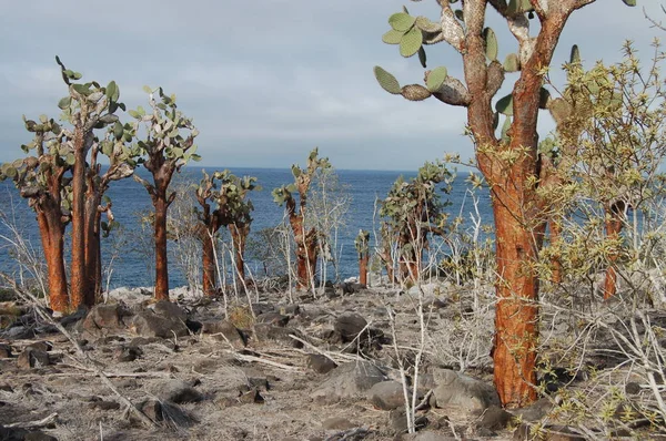 Costa Ilha Espanola Parque Nacional Galápagos Equador — Fotografia de Stock