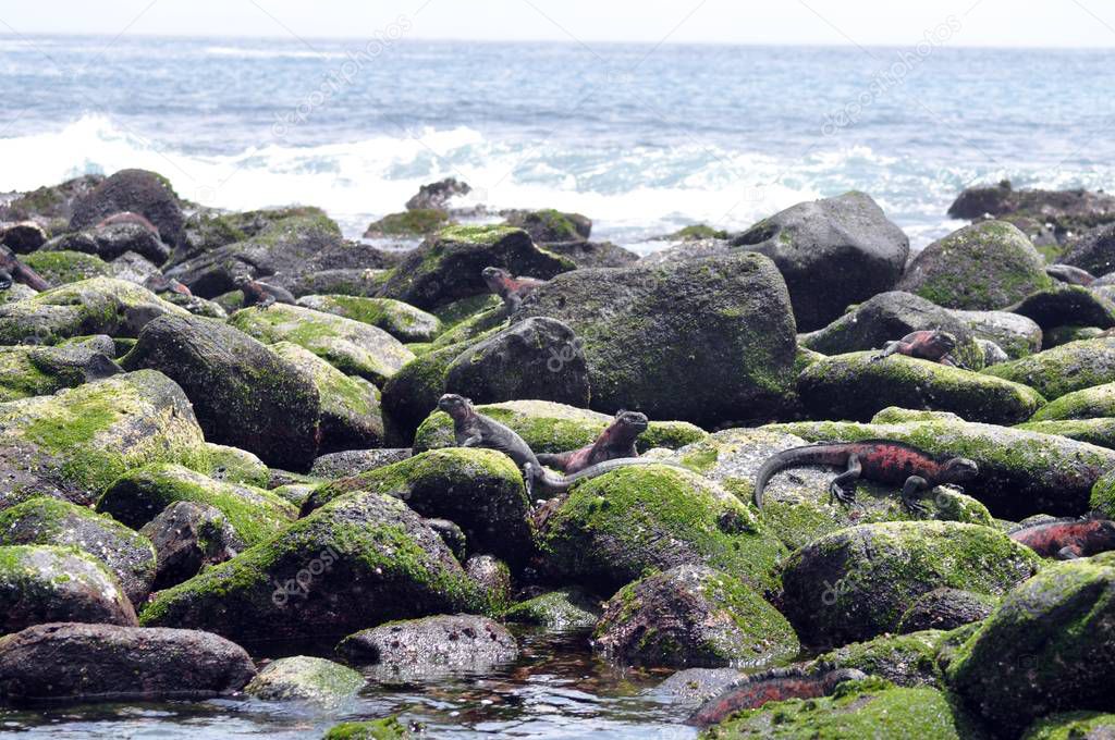 Endemic Marine Iguana at  Galapagos islands