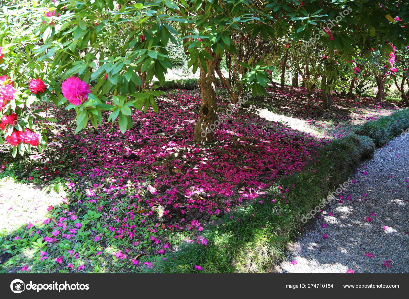 植物園写真素材 ロイヤリティフリー植物園画像 Depositphotos 植物園写真素材 ロイヤリティフリー植物園画像 Depositphotos