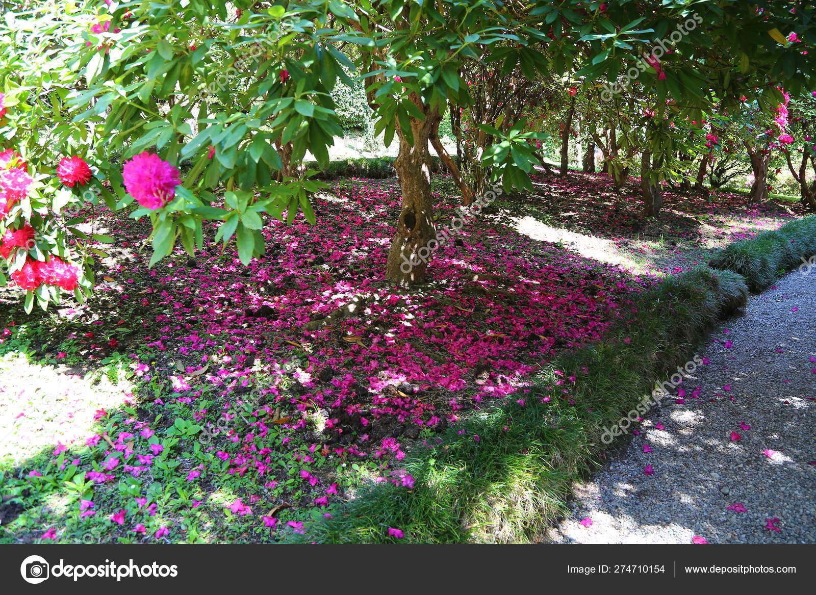 植物園写真素材 ロイヤリティフリー植物園画像 Depositphotos