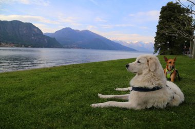 köpek villa Melzi, Bellagio, İtalya bahçesinde rahatlatıcı