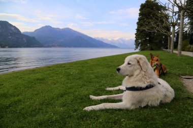 köpek villa Melzi, Bellagio, İtalya bahçesinde rahatlatıcı