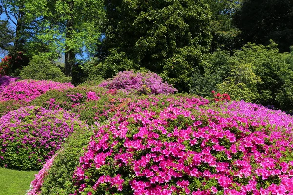 Uitzicht Tuin Van Villa Carlotta — Stockfoto