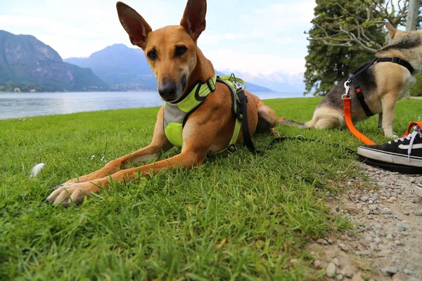 Perro Relajante Jardín Villa Melzi Bellagio Italia — Foto de Stock